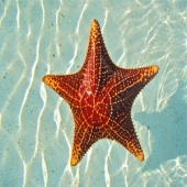 Bahamian Starfish