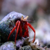 Red Leg Hermit Crab