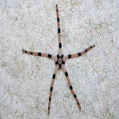 SERpANT starfish
